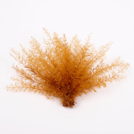 Air Fern, Preserved, Yellow, Bunch, British