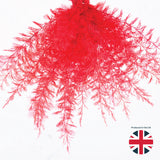 Air Fern, Preserved, Red, Bunch, UK