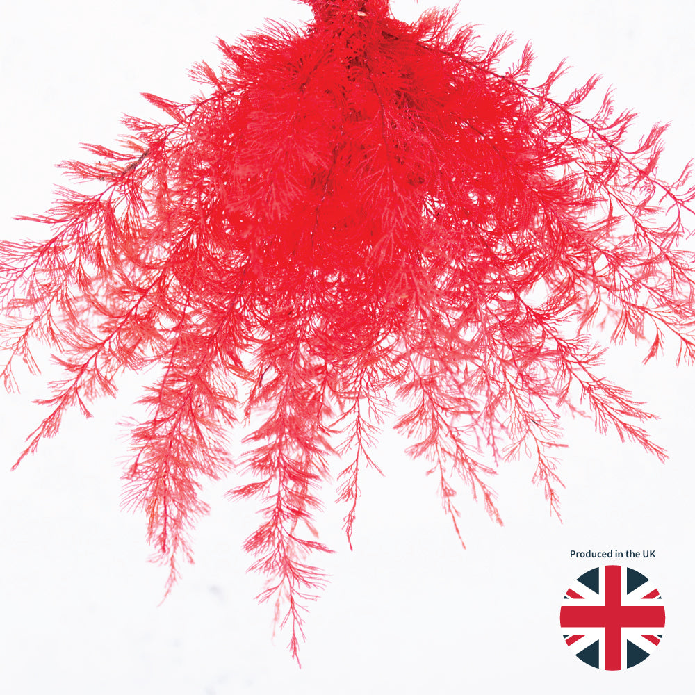 Air Fern, Preserved, Red, Bunch, UK