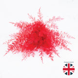Air Fern, Preserved, Red, Bunch, UK
