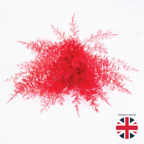 Air Fern, Preserved, Red, Bunch, UK