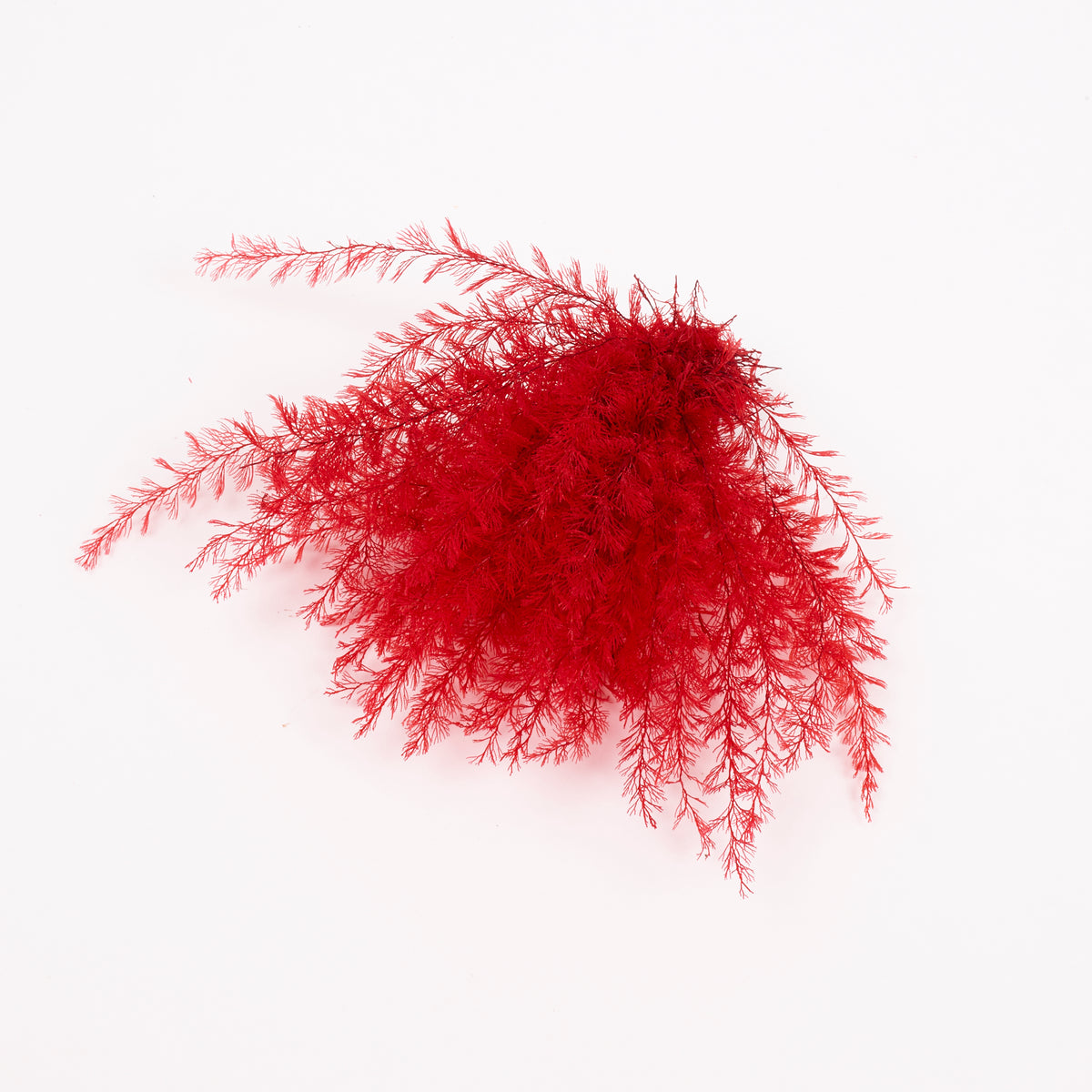 Air Fern, Preserved, Red, Bunch, British