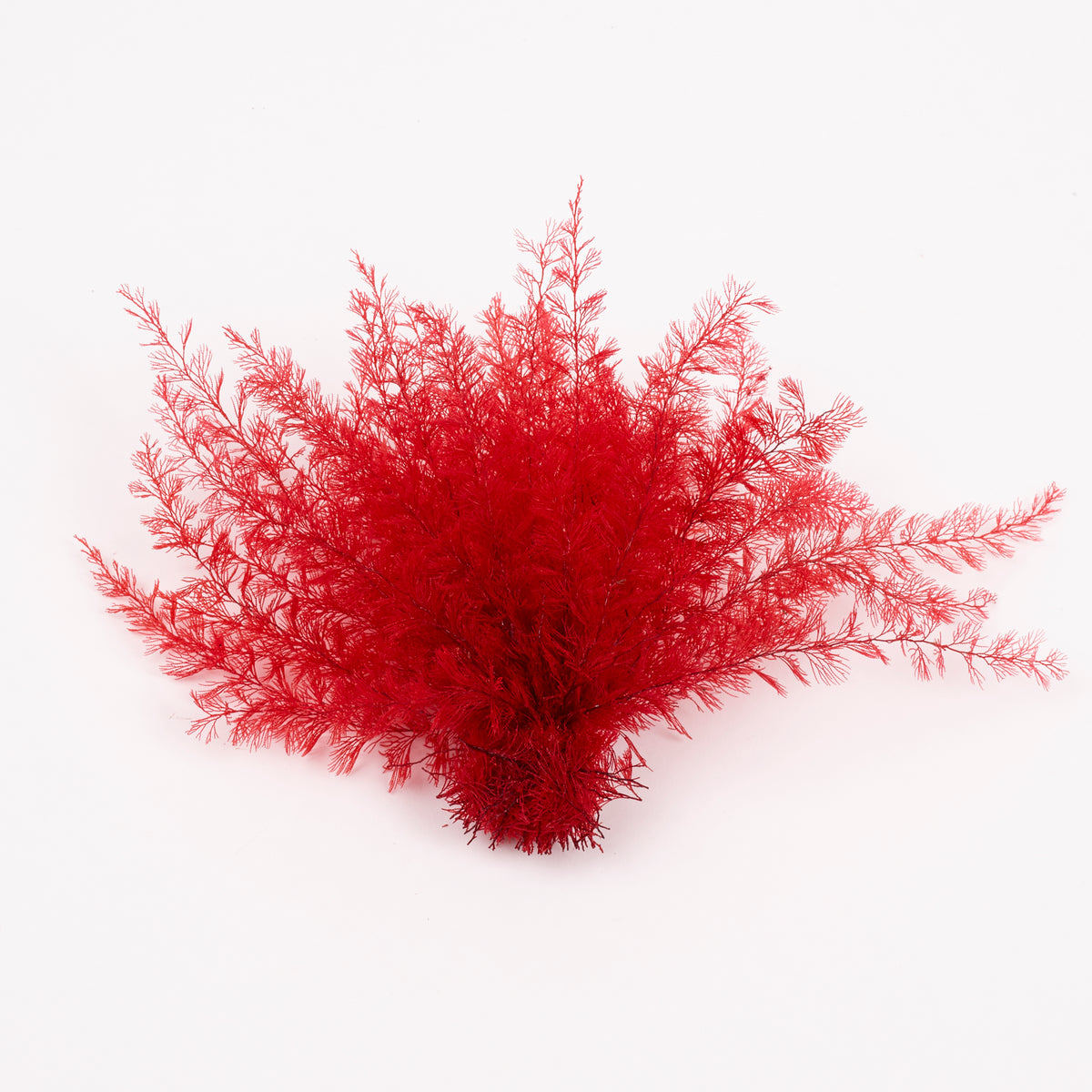 Air Fern, Preserved, Red, Bunch, British