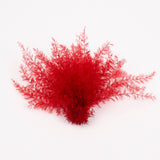 Air Fern, Preserved, Red, Bunch, British