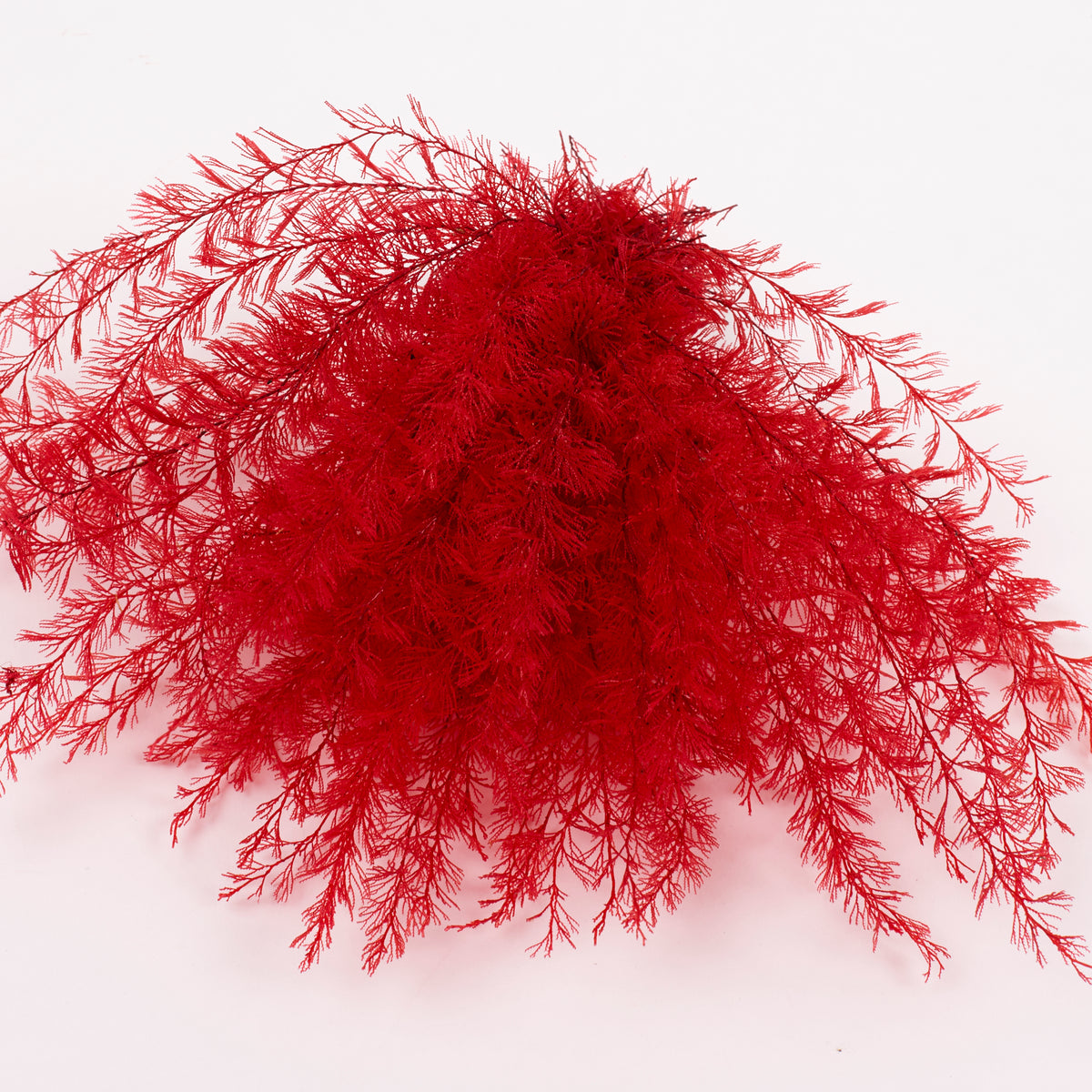 Air Fern, Preserved, Red, Bunch, British