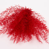 Air Fern, Preserved, Red, Bunch, British