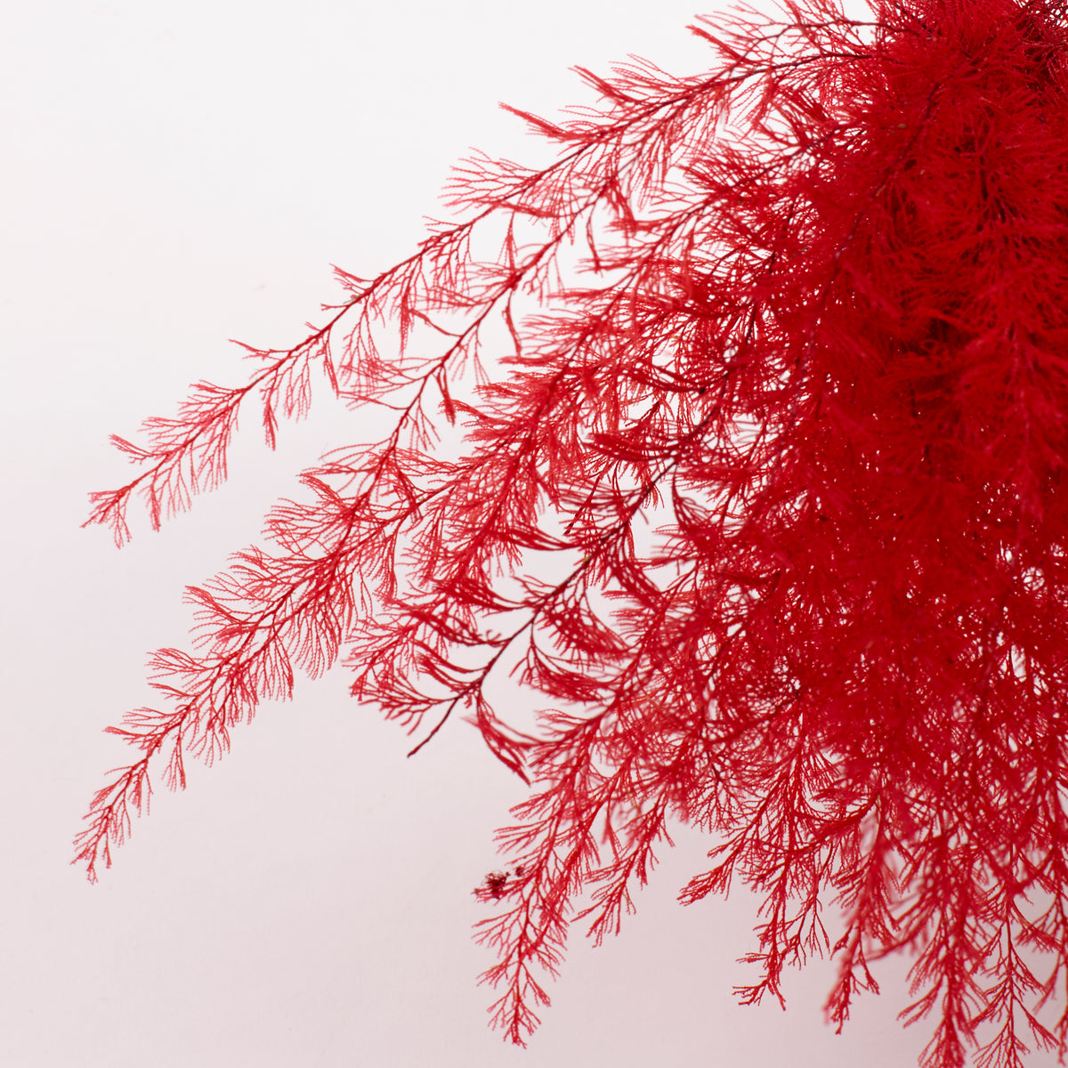 Air Fern, Preserved, Red, Bunch, British