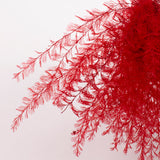 Air Fern, Preserved, Red, Bunch, British