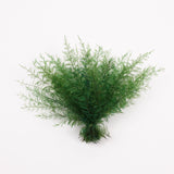 Air Fern, Preserved, Green, Bunch, British