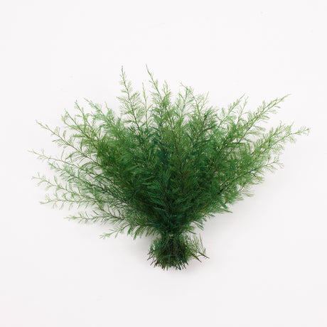 Air Fern, Preserved, Green, Bunch, British