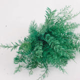 Air Fern, Preserved, Green, Bunch, UK