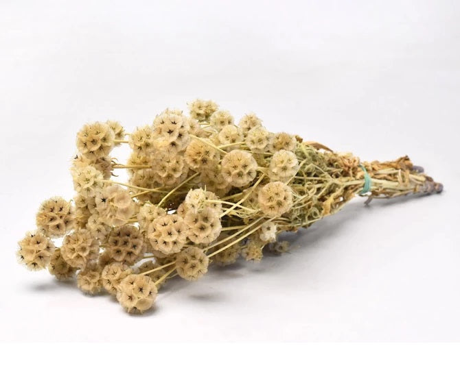 Scabious,  Dried, Natural, 50cm Bunch