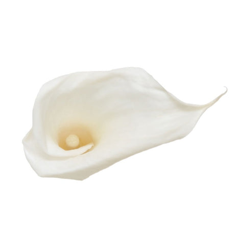 Mini Calla Lily Heads, Preserved, Natural White, Box x 5