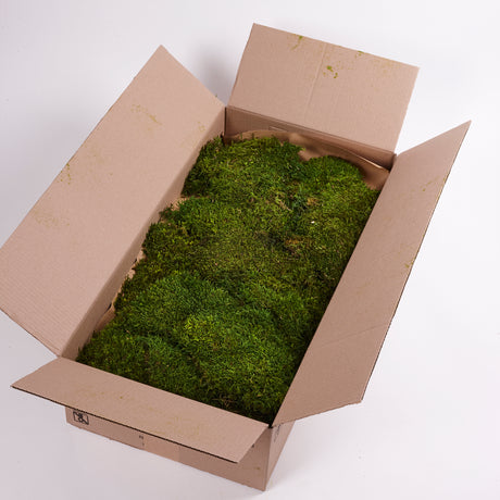 Flat Moss, Preserved, Green, Box x 2.5kg