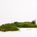 Flat Moss, Preserved, Green, Bag x 500g