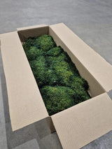 Flat Moss, Fire Retardant - Preserved, Green, 2.5kg