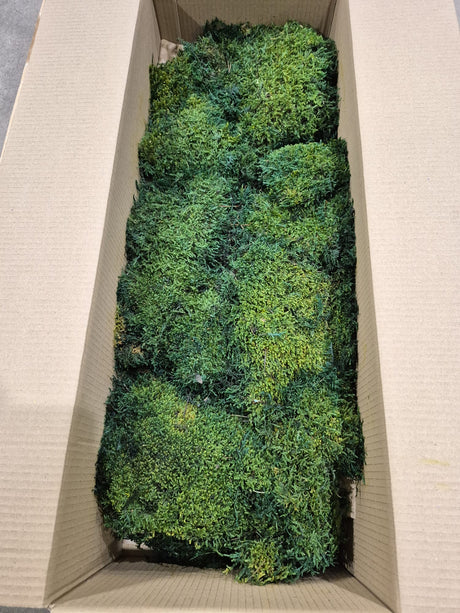 Flat Moss, Fire Retardant - Preserved, Green, 2.5kg