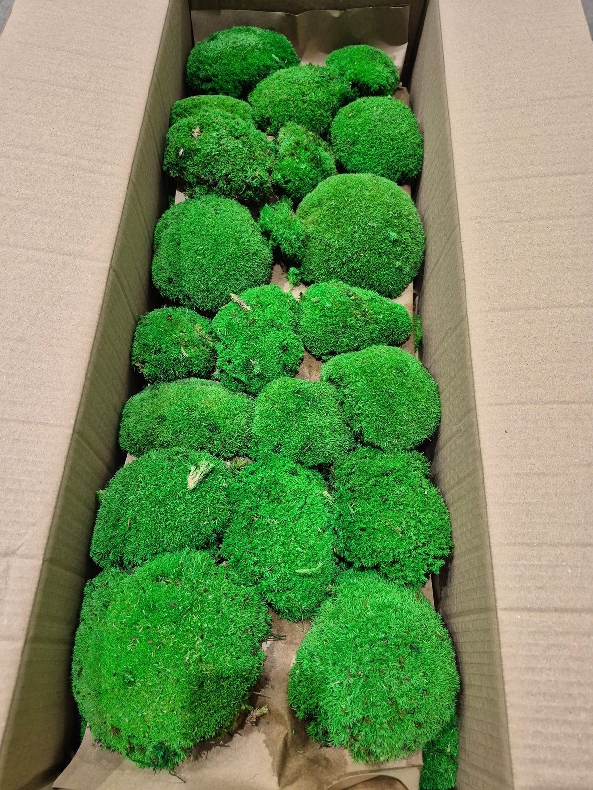 Ball Moss (Pole Moss), Preserved, Green, 2.5kg Box