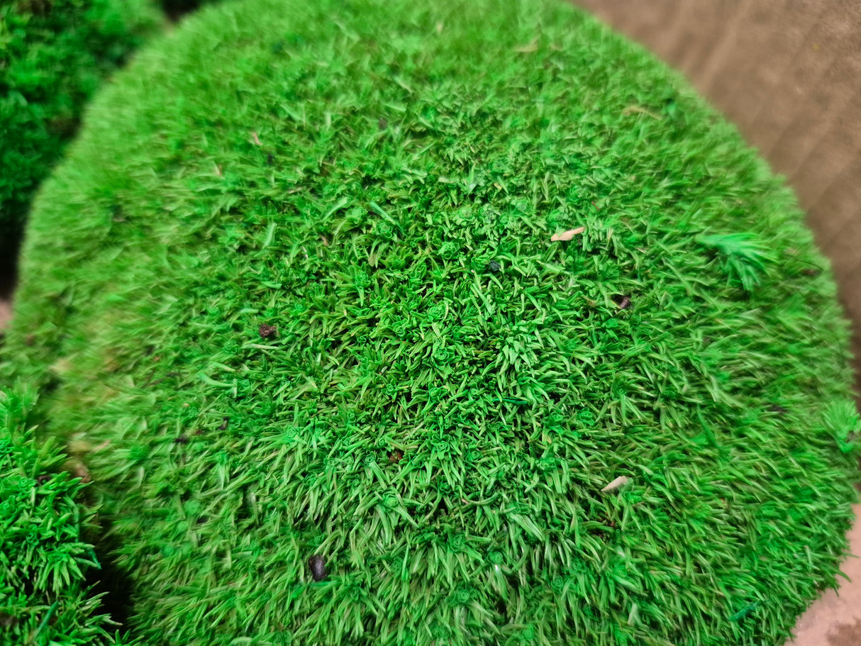 Ball Moss (Pole Moss), Preserved, Green, 2.5kg Box