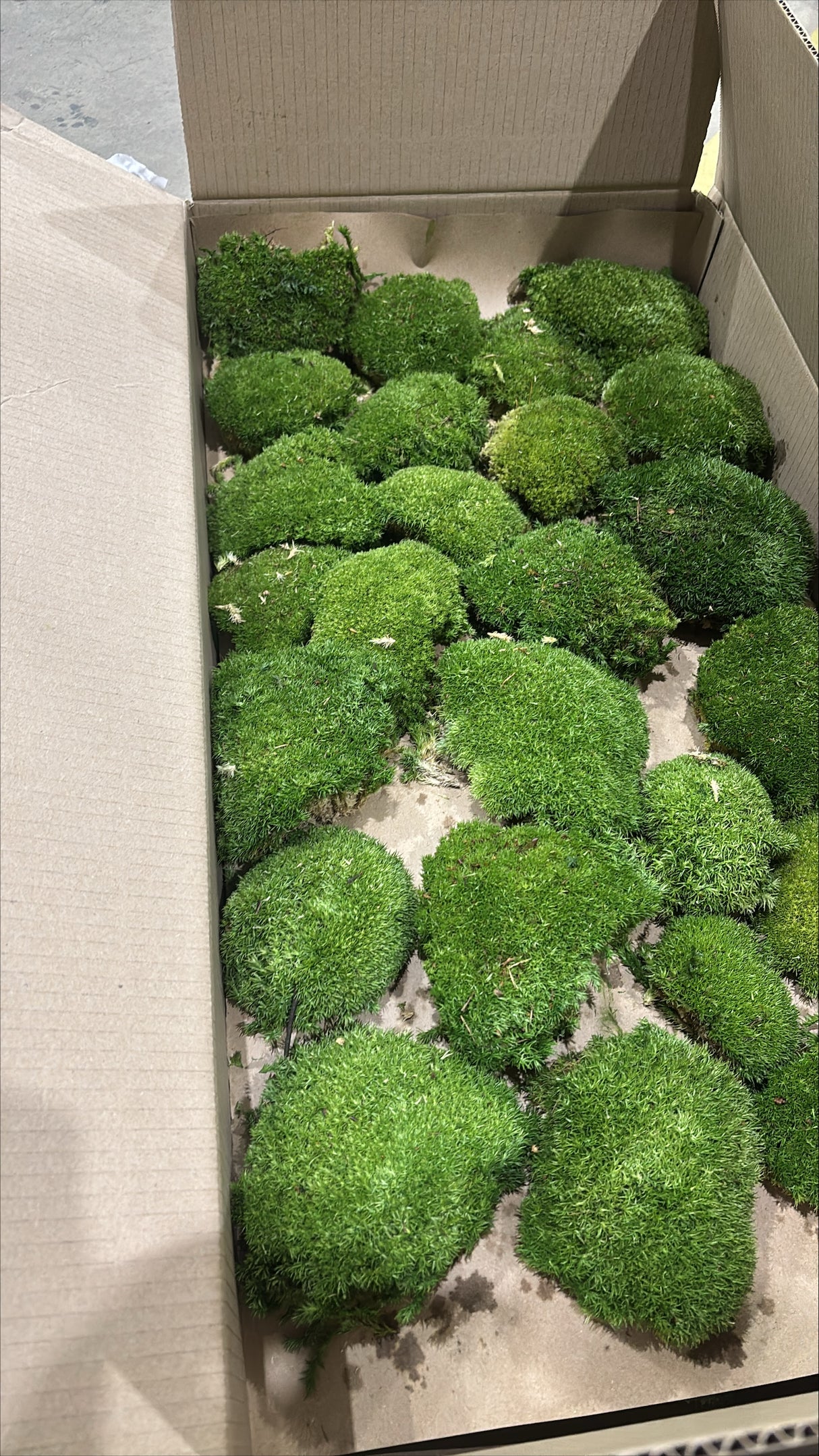 Ball Moss (Pole Moss), Preserved, Natural Green, 2.5kg Box