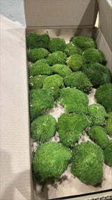 Ball Moss (Pole Moss), Preserved, Natural Green, 2.5kg Box
