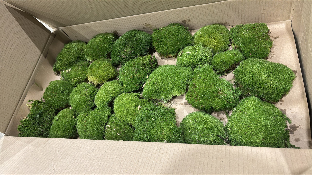 Ball Moss (Pole Moss), Preserved, Natural Green, 2.5kg Box