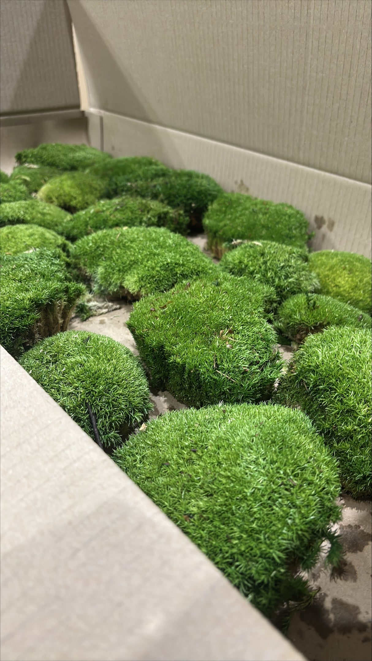 Ball Moss (Pole Moss), Preserved, Natural Green, 2.5kg Box