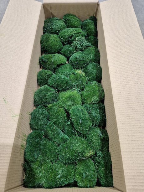 Ball Moss, Fire Retardant, Preserved, Dark Green, 2.5kg