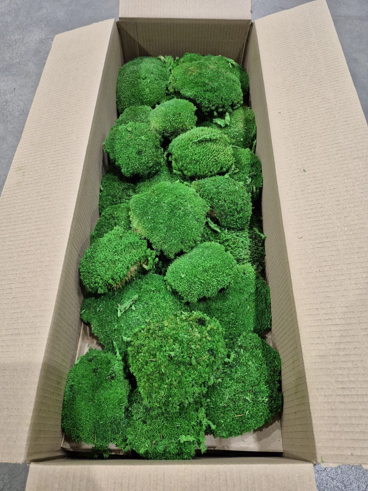 Ball Moss, Fire Retardant, Preserved, Green, 2.5kg