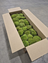 Ball Moss, Fire Retardant, Preserved, Natural Green, 2.5kg
