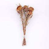 Banksia Dryandra, Natural Orange, Bunch x 5 Stems