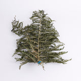 Bracken, British, Organic, Natural Green, Bunch x 5