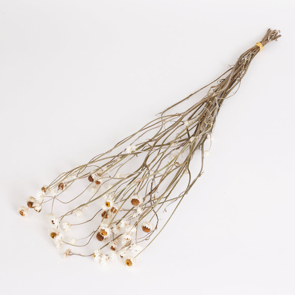 Amobium (sandflower), British, Organic, Natural White, Bunch x 10
