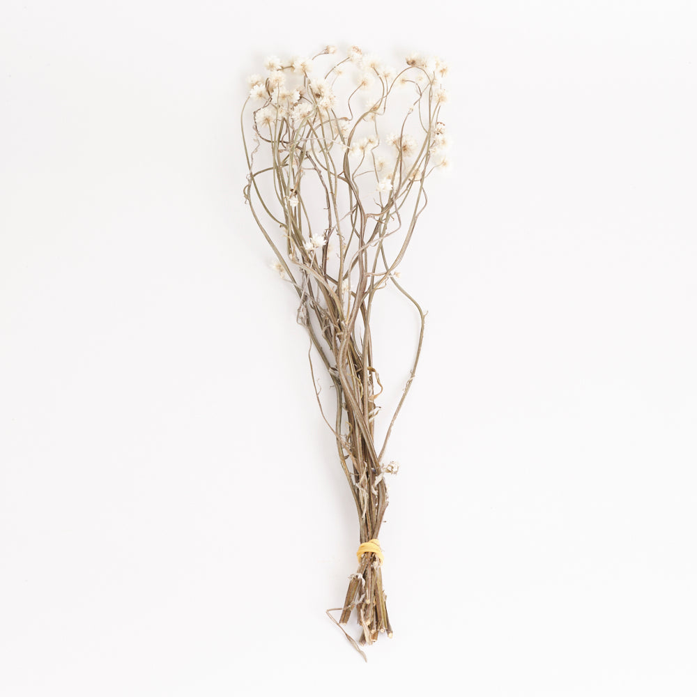 Amobium (sandflower), British, Organic, Natural White, Bunch x 10