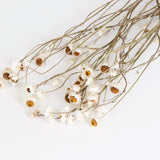 Amobium (sandflower), British, Organic, Natural White, Bunch x 10