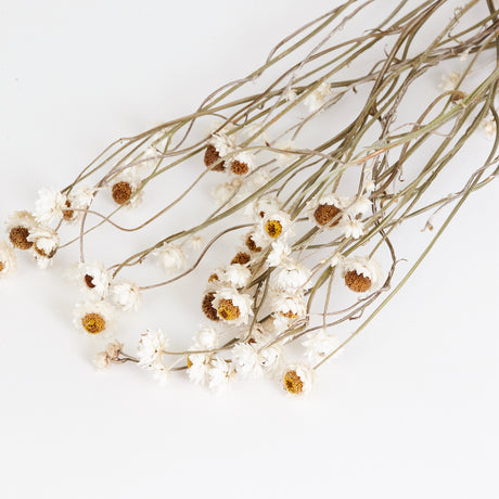 Amobium (sandflower), British, Organic, Natural White, Bunch x 10