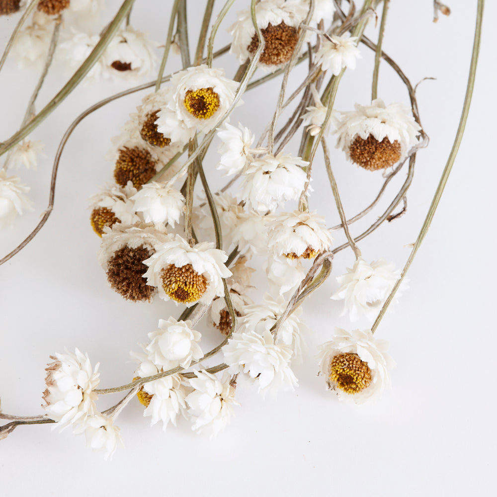 Amobium (sandflower), British, Organic, Natural White, Bunch x 10