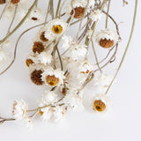 Amobium (sandflower), British, Organic, Natural White, Bunch x 10