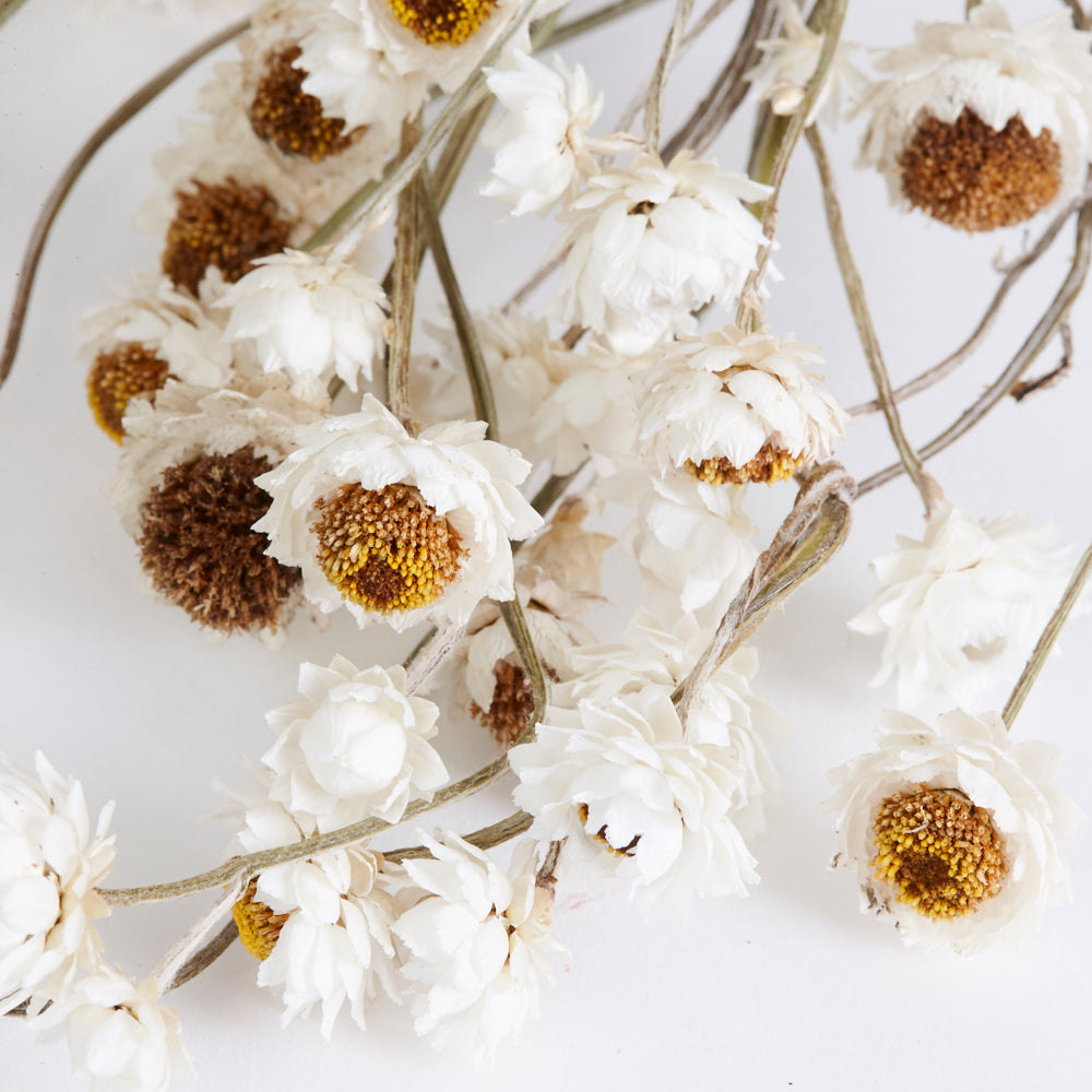 Amobium (sandflower), British, Organic, Natural White, Bunch x 10