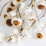 Amobium (sandflower), British, Organic, Natural White, Bunch x 10