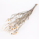 Amobium (sandflower), British, Organic, Natural White, Bunch x 10