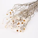 Amobium (sandflower), British, Organic, Natural White, Bunch x 10
