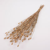 Corncockle, British, Organic, Natural Brown, Bunch x 20
