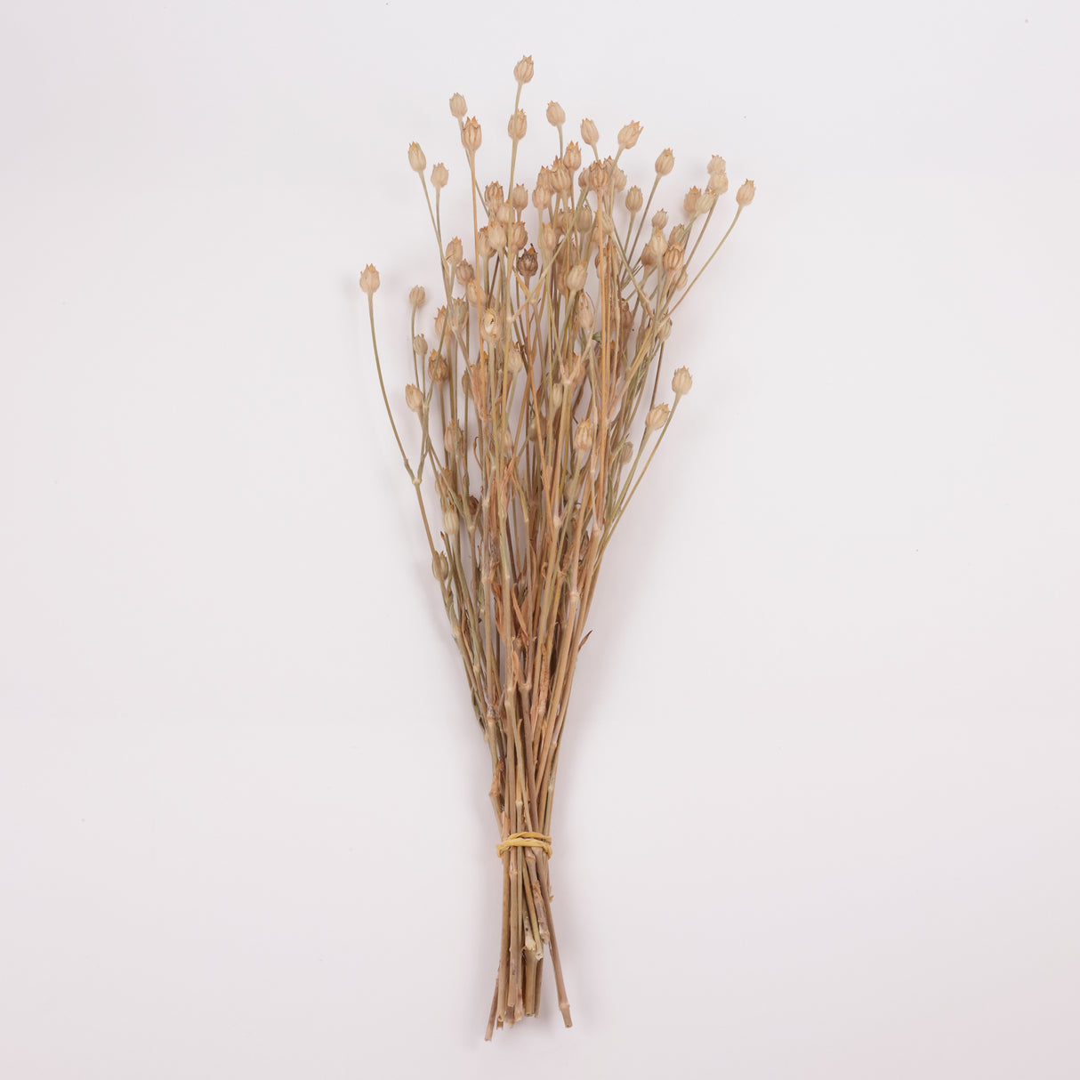 Corncockle, British, Organic, Natural Brown, Bunch x 20