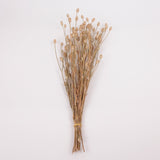 Corncockle, British, Organic, Natural Brown, Bunch x 20