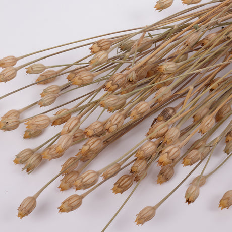 Corncockle, British, Organic, Natural Brown, Bunch x 20