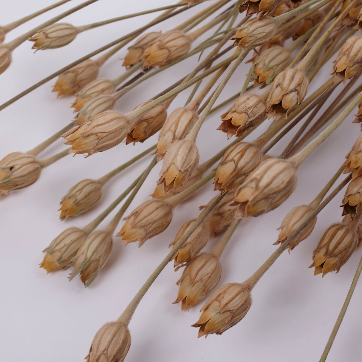 Corncockle, British, Organic, Natural Brown, Bunch x 20