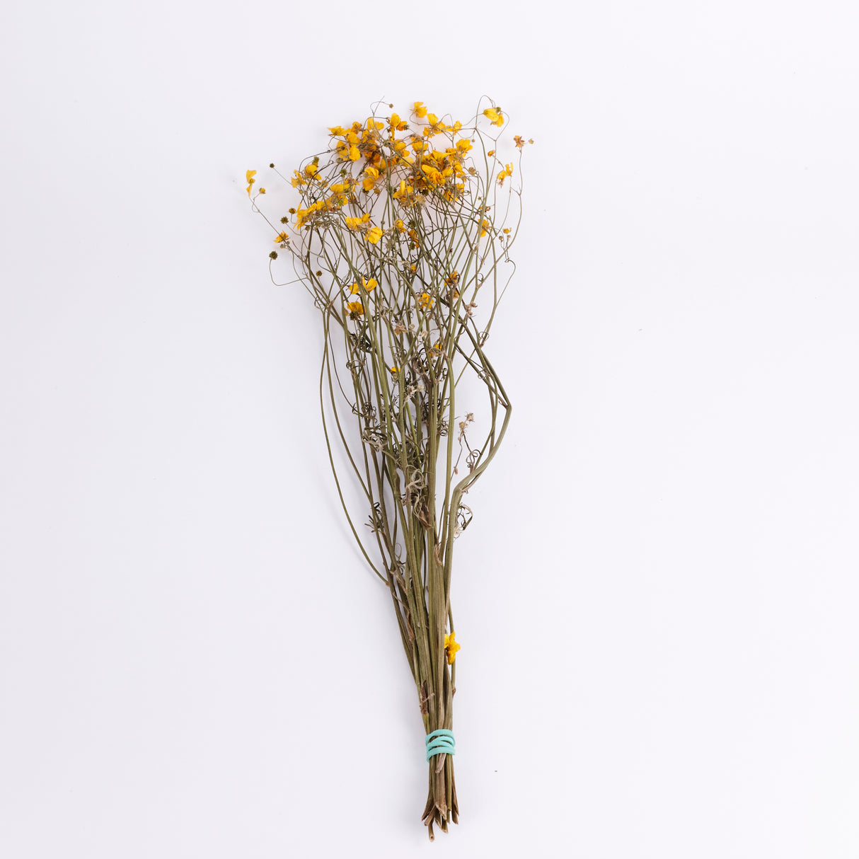 Buttercups, British, Organic, Natural Yellow, 55-70cm x 20