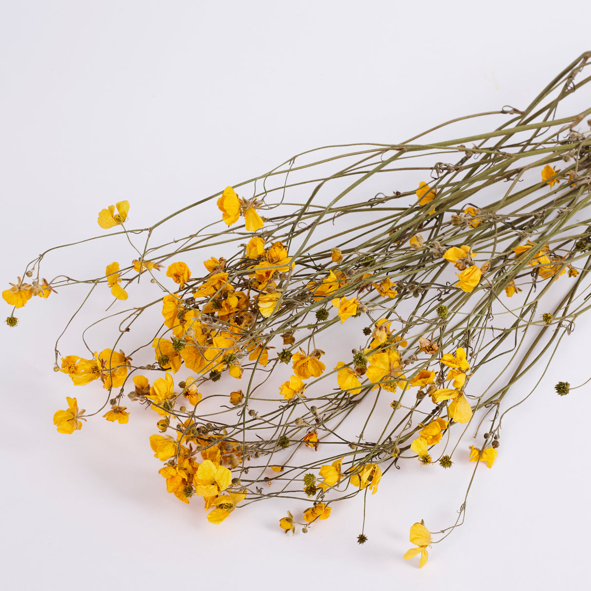 Buttercups, British, Organic, Natural Yellow, 55-70cm x 20