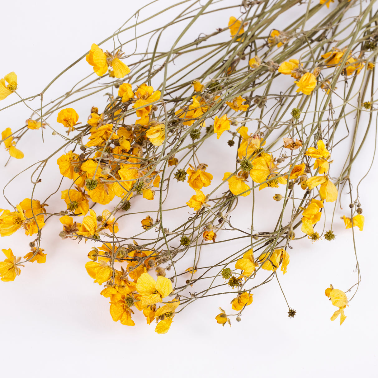 Buttercups, British, Organic, Natural Yellow, 55-70cm x 20